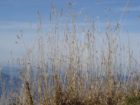 Hoher Freschen Graeser