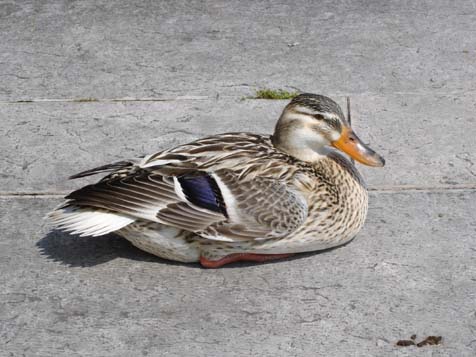 Gargnano Ente
