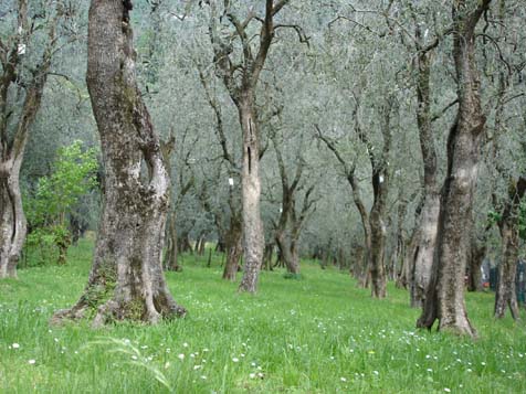 Olivenbäume