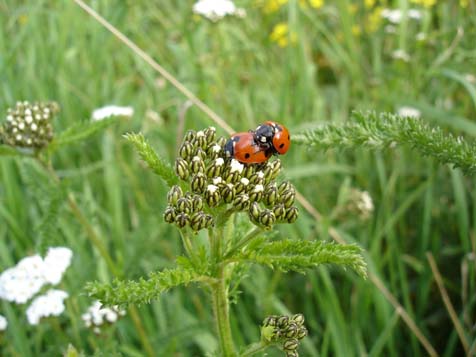 zwei Marienkäfer