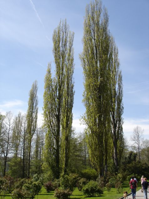 Mainau Baeume
