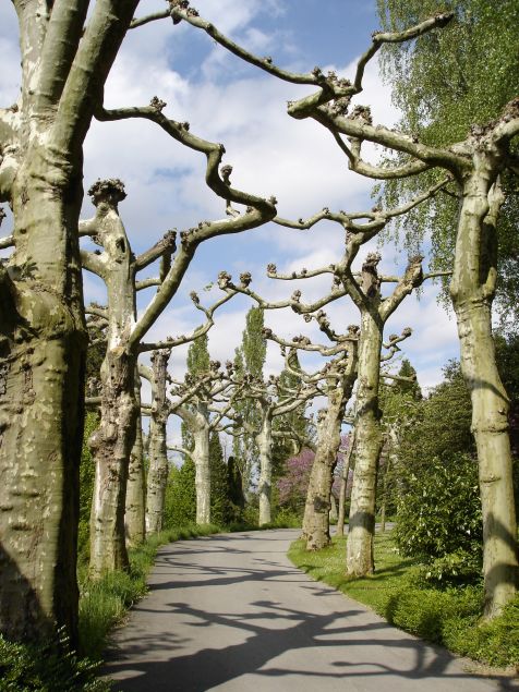 Mainau Baumallee