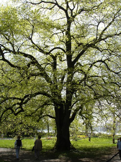 Mainau Baumkrone