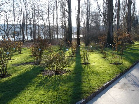 Mainau Baumstaemme im Gegenlicht