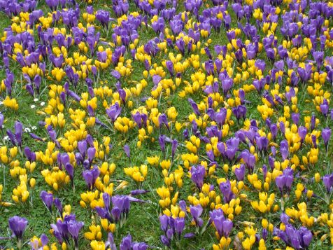 Mainau Krokusse