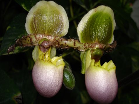 Mainau Frauenschuh