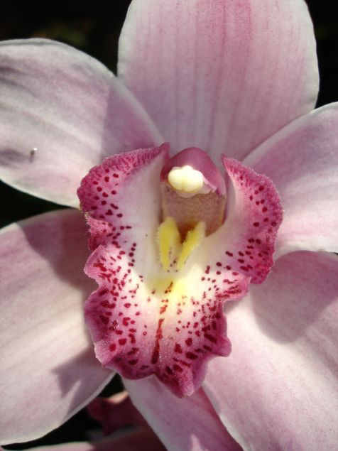 Mainau Orchidee