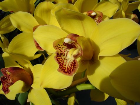 Mainau Orchidee