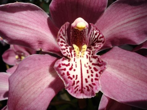 Mainau Orchidee