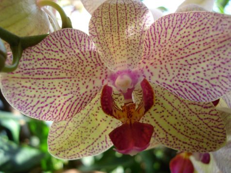 Mainau Orchidee