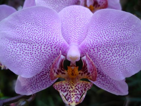 Mainau Orchidee
