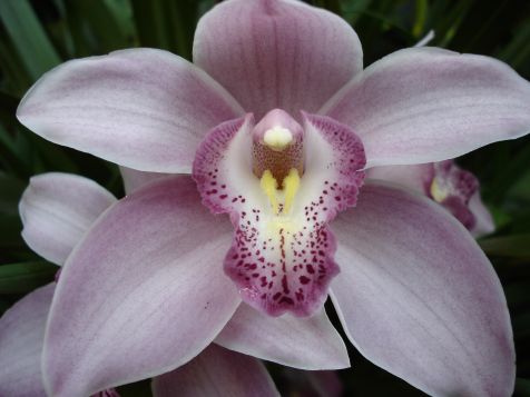 Mainau Orchidee