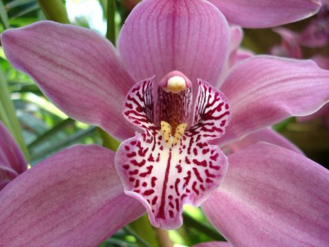 Mainau Orchidee