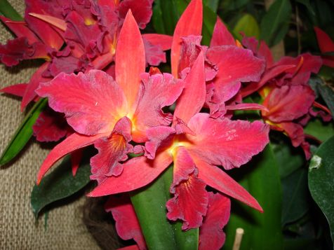 Mainau Orchidee