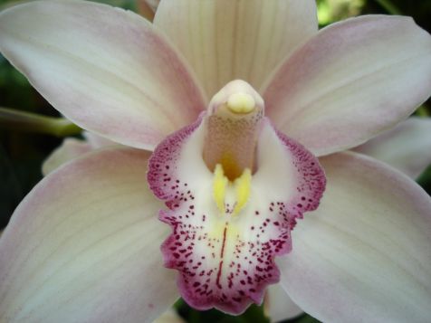 Mainau Orchidee