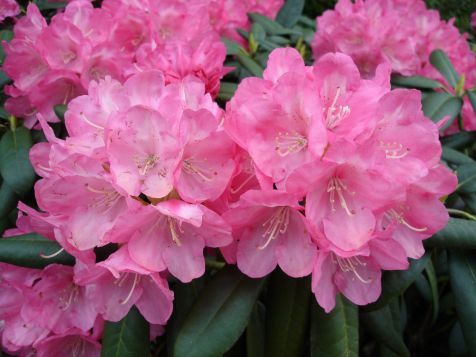 Mainau Rhododendron