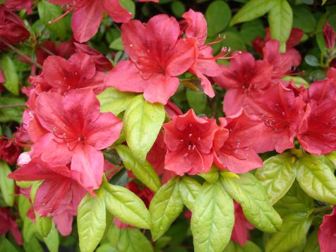 Mainau Rhododendron