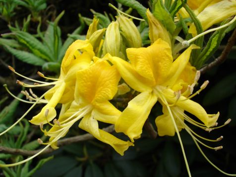 Mainau Rhododendron