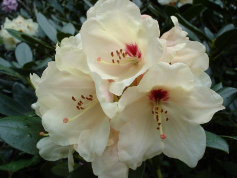 Mainau Rhododendron