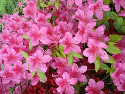 Mainau Rhododendron