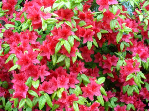 Mainau Rhododendron