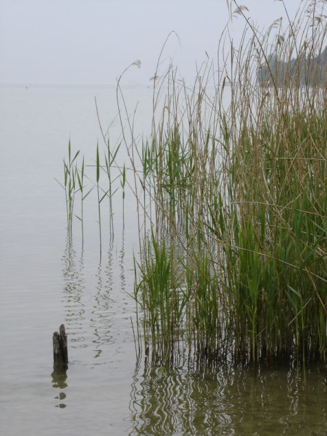 Mainau Schilf