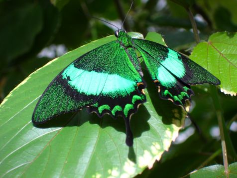 Mainau Schmetterling