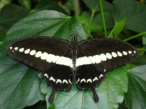 Mainau Schmetterling