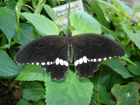 Mainau Schmetterling