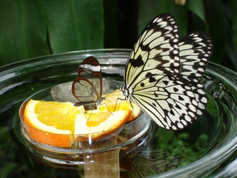 Mainau Schmetterlinge