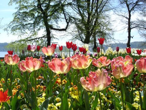 Mainau Tulpen