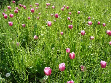 Mainau Tulpen