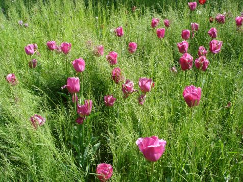 Mainau Tulpen