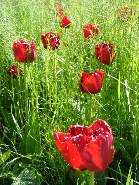 Mainau Tulpen