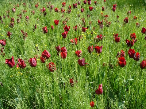 Mainau Tulpen
