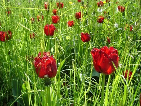 Mainau Tulpen
