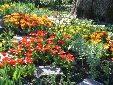 Mainau Tulpen