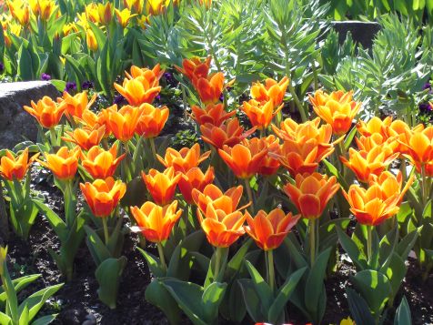 Mainau Tulpen