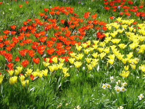 Mainau Tulpen