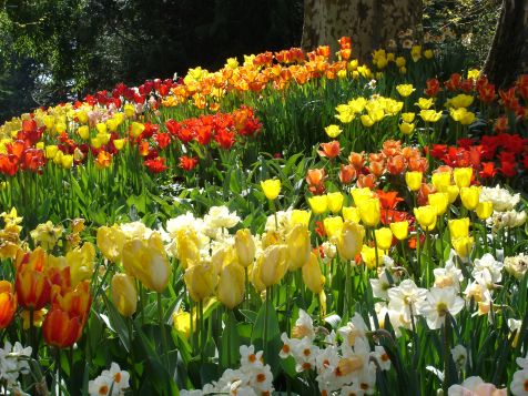 Mainau Tulpen