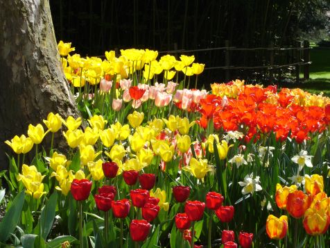 Mainau Tulpen