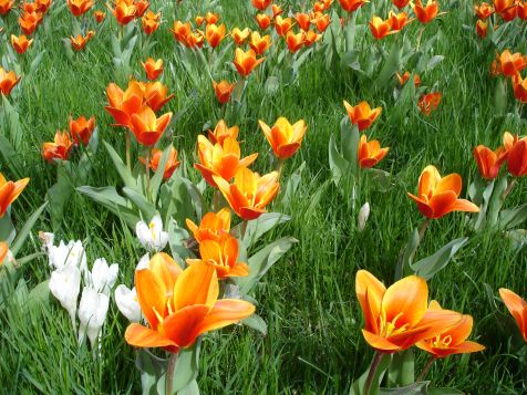 Mainau Tulpen