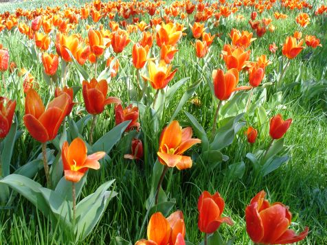 Mainau Tulpen