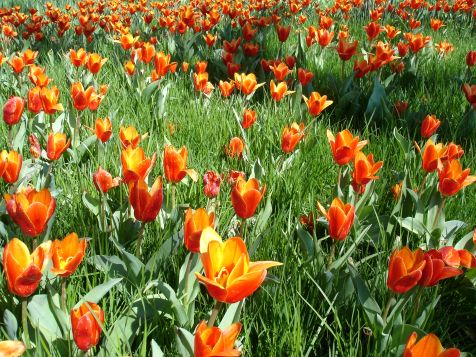 Mainau Tulpen