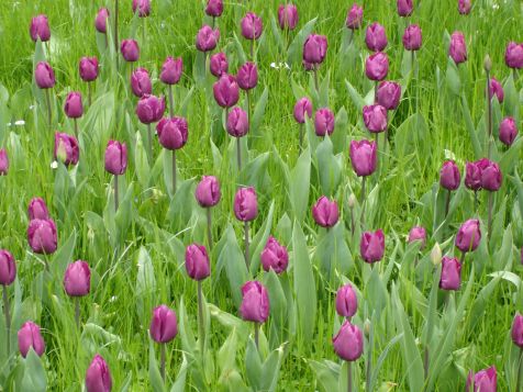 Mainau Tulpen