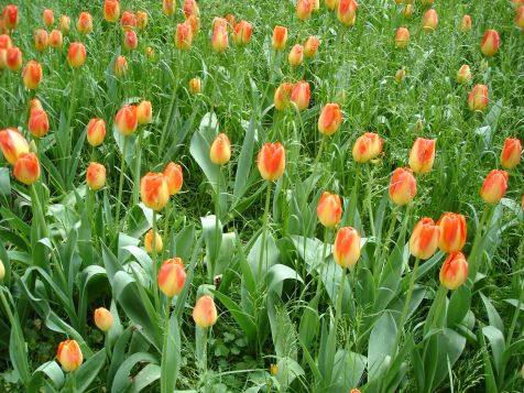Mainau Tulpen