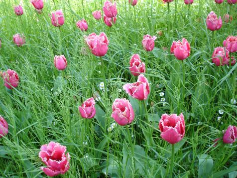 Mainau Tulpen