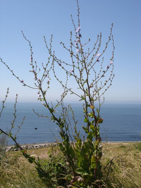Helgoland Strauch