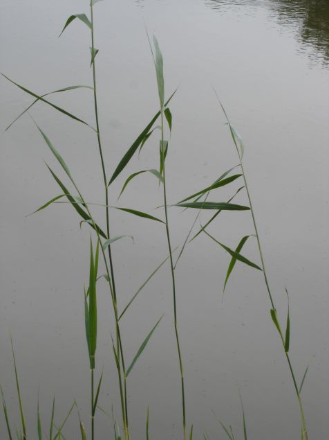 Moorlehrpfad Schilf