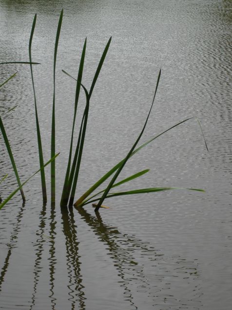 Moorlehrpfad Schilf